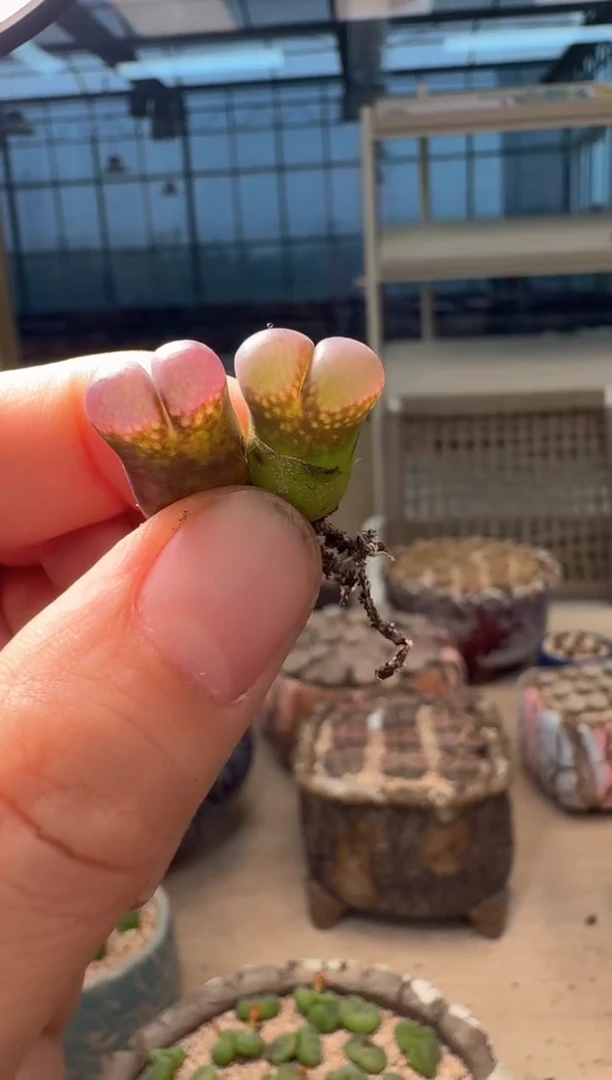 9-363多肉植物肉锥