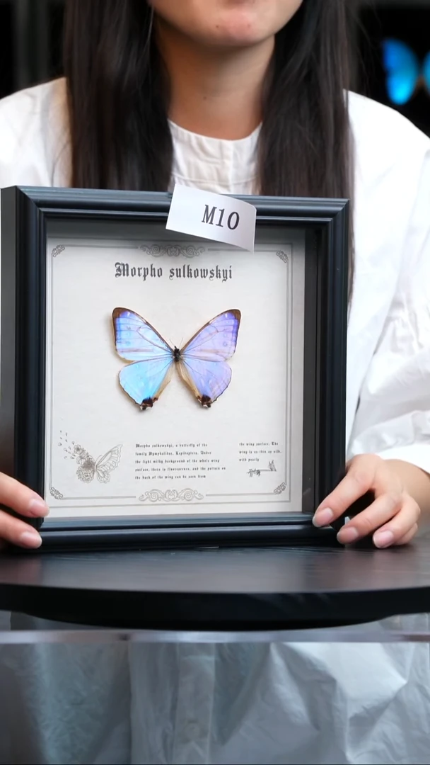 蝴蝶标本摆件竞拍夜明珠闪蝶M10