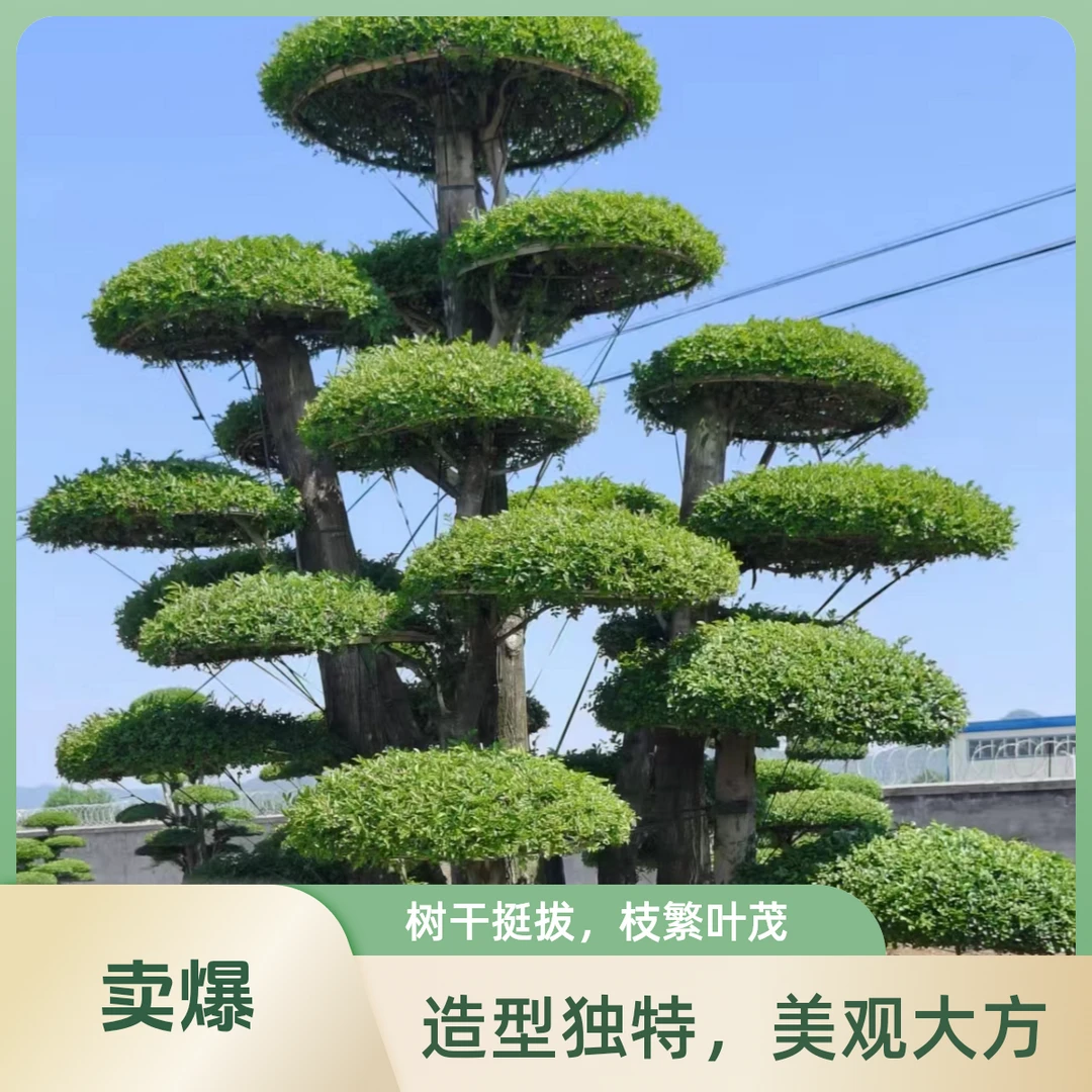 精品30年绿植盆景对节白蜡别墅庭院园林工程绿化景观庭院造型盆景