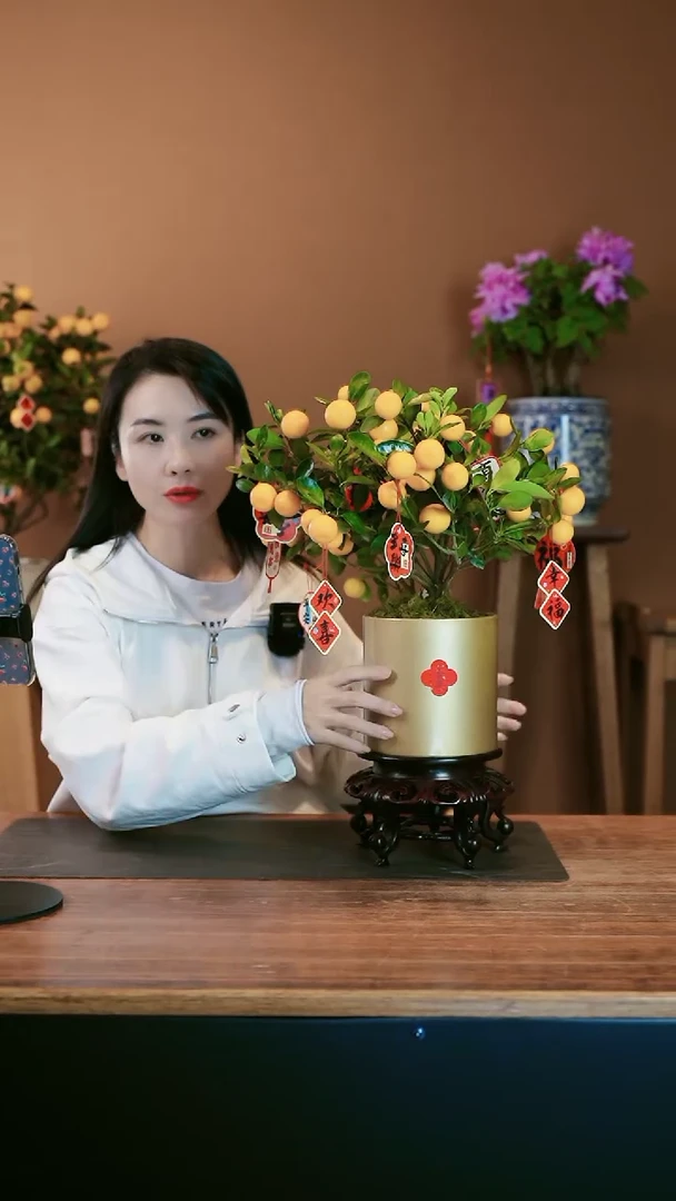【闪购商品】盆景小金橘 金