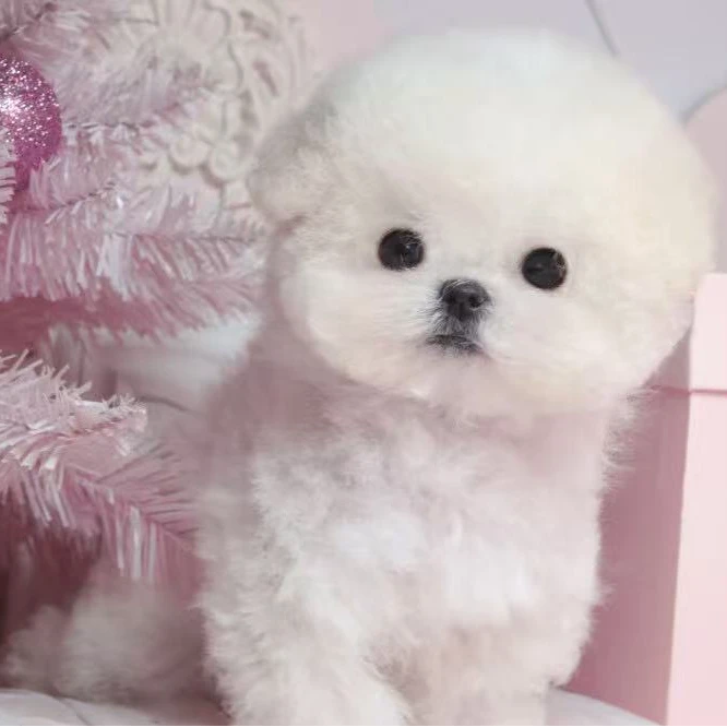 （张氏犬业）韩系比熊 ,西高地专场链接