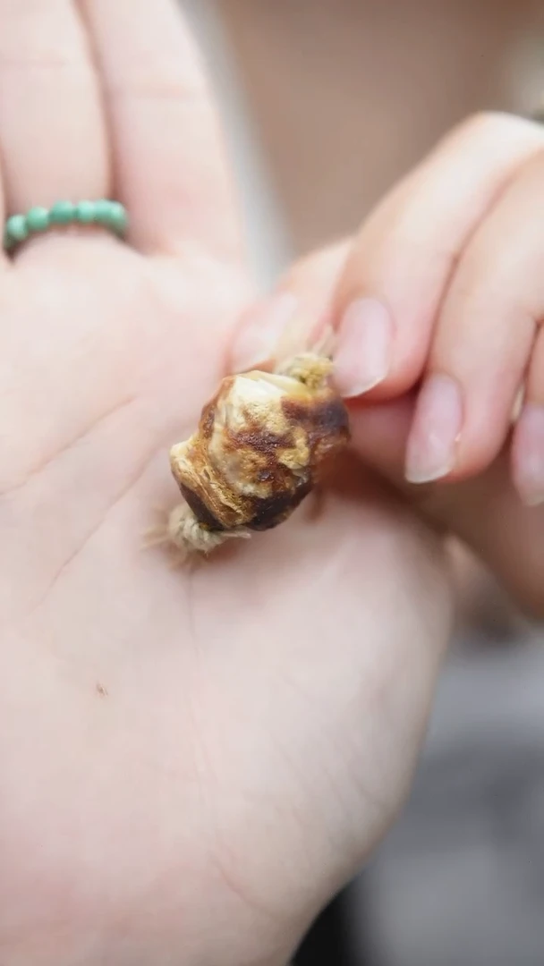 未镶嵌琥珀戒指蜜蜡戒指