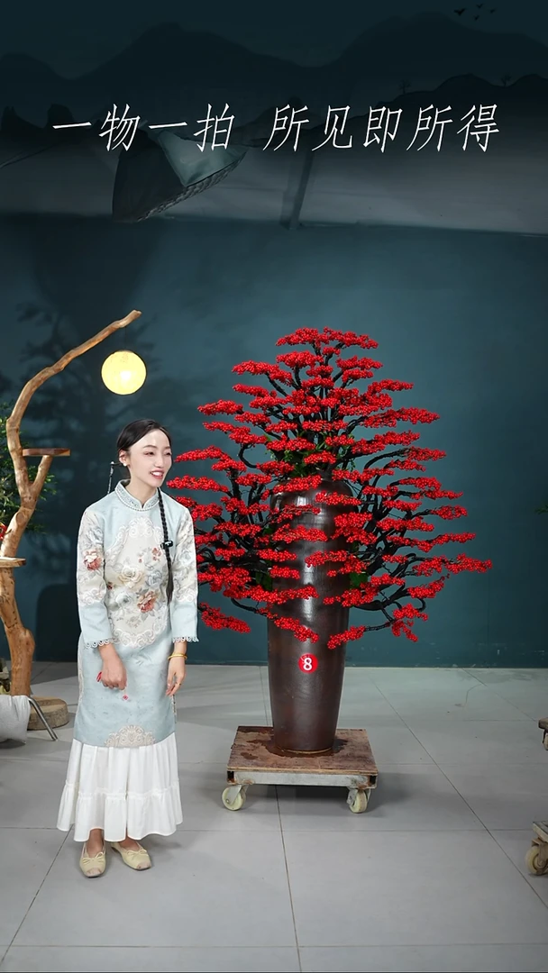 当前无花朵，栽培后可花朵小**°北美冬青