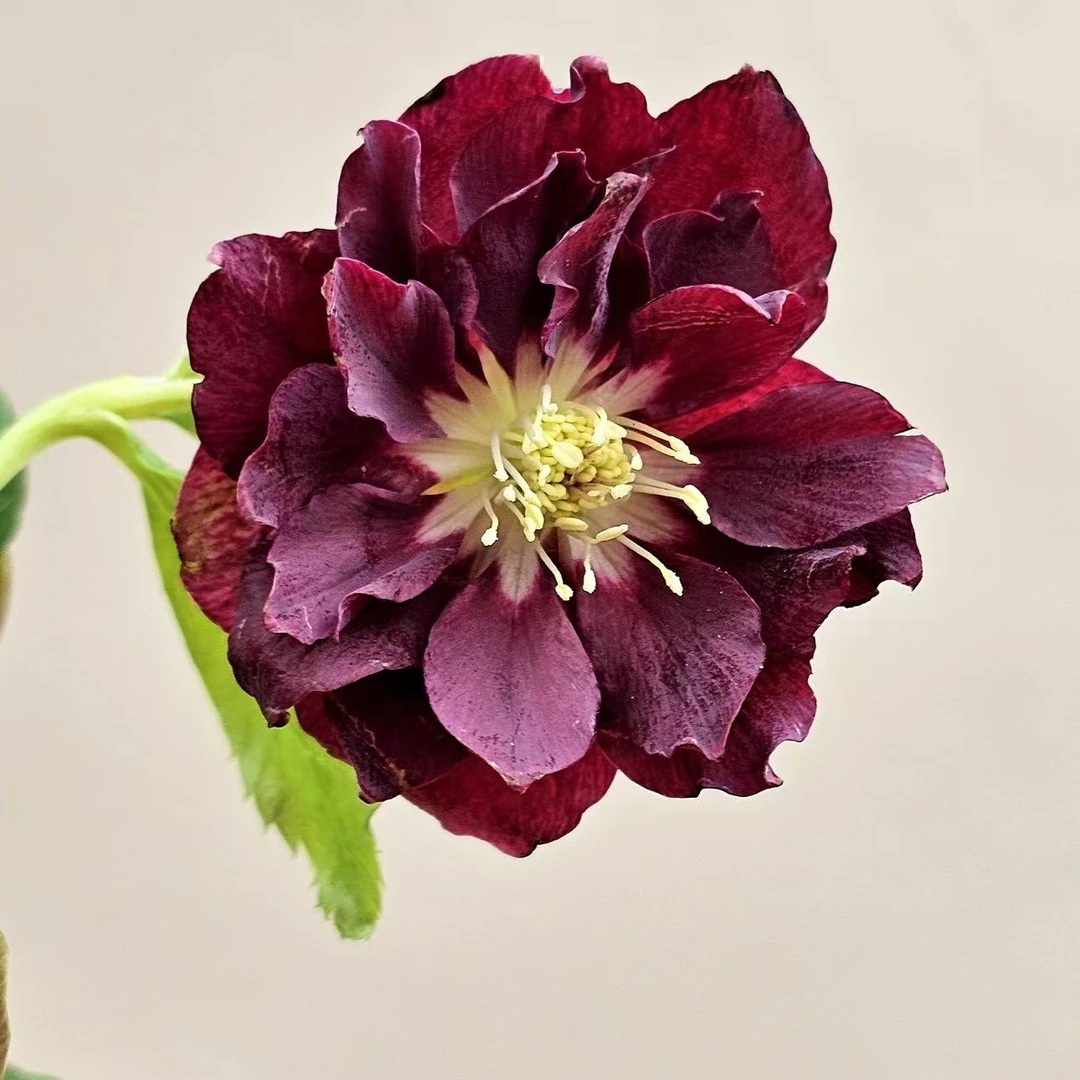 玫瑰宝石铁筷子花苗盆栽带花室内耐寒花卉年宵花地栽植物好养