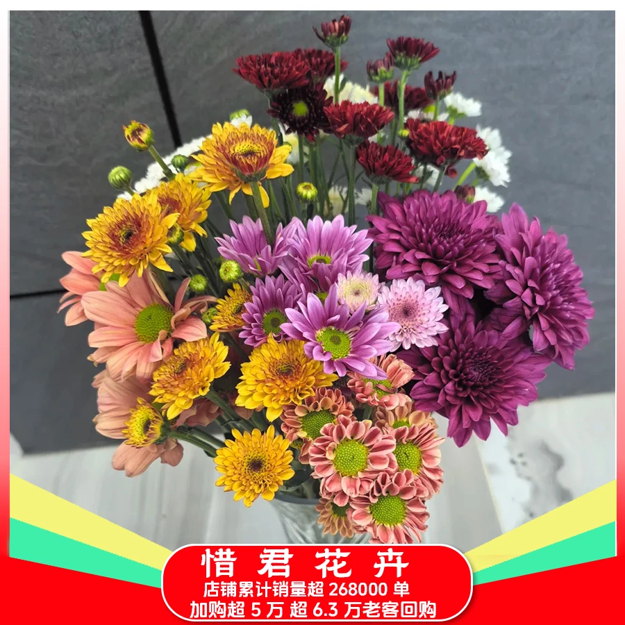 【混色七彩小菊】云南鲜花基地家用鲜花直播间直播鲜切花两单送草