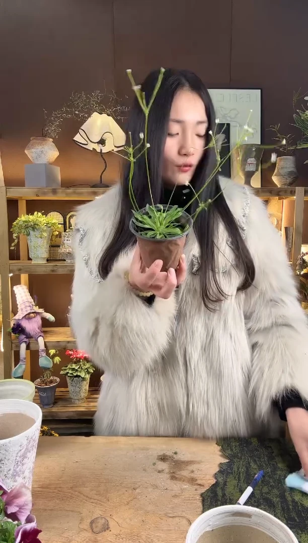 以实际为准910点地梅育苗盆