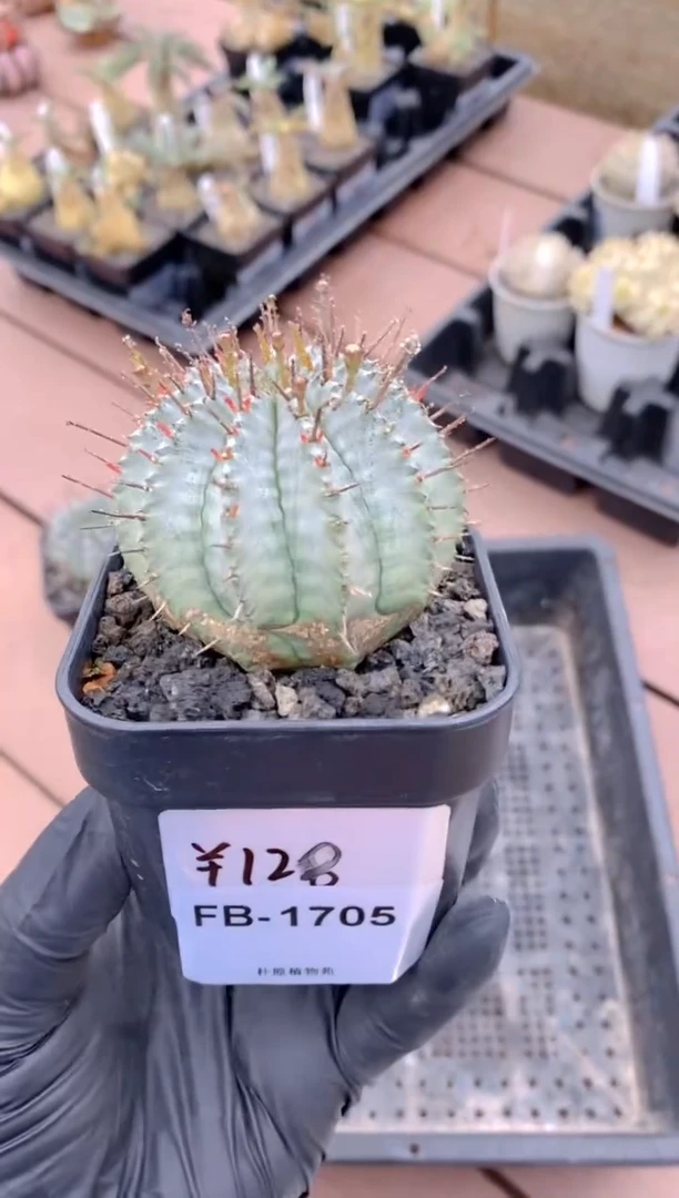 【闪购商品】魁伟玉FB-1705