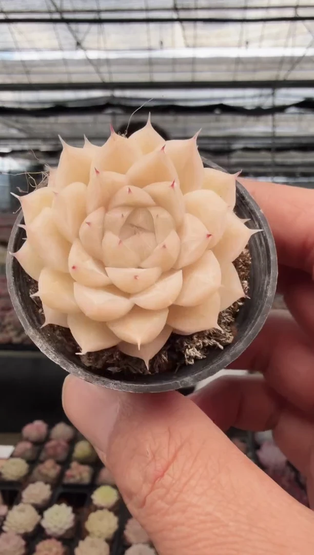 东云多肉园新款-09