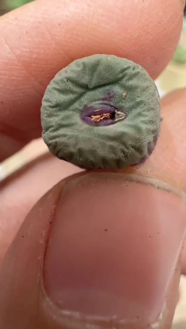 29-227多肉植物肉锥