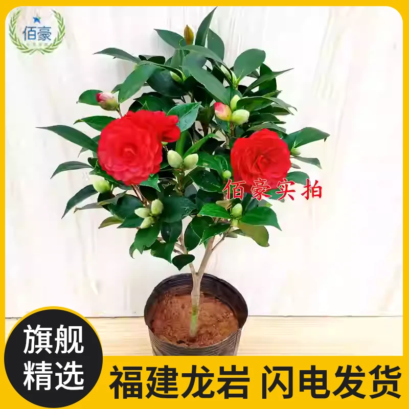 红赤丹山茶花盆栽树苗华东红山茶花树室内年宵办公室庭院花卉好养