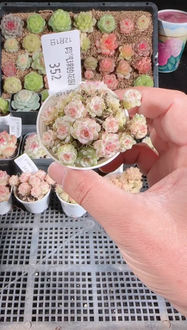 1201-352多肉群生不包整