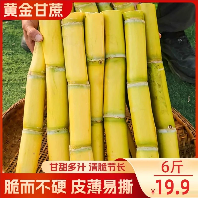 【直播专享！清甜多汁！】黄金薄皮甘蔗 汁水丰富 现砍现发6斤装-L