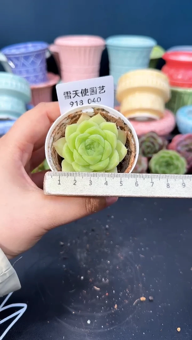 918-040青山（冠幅5CM）