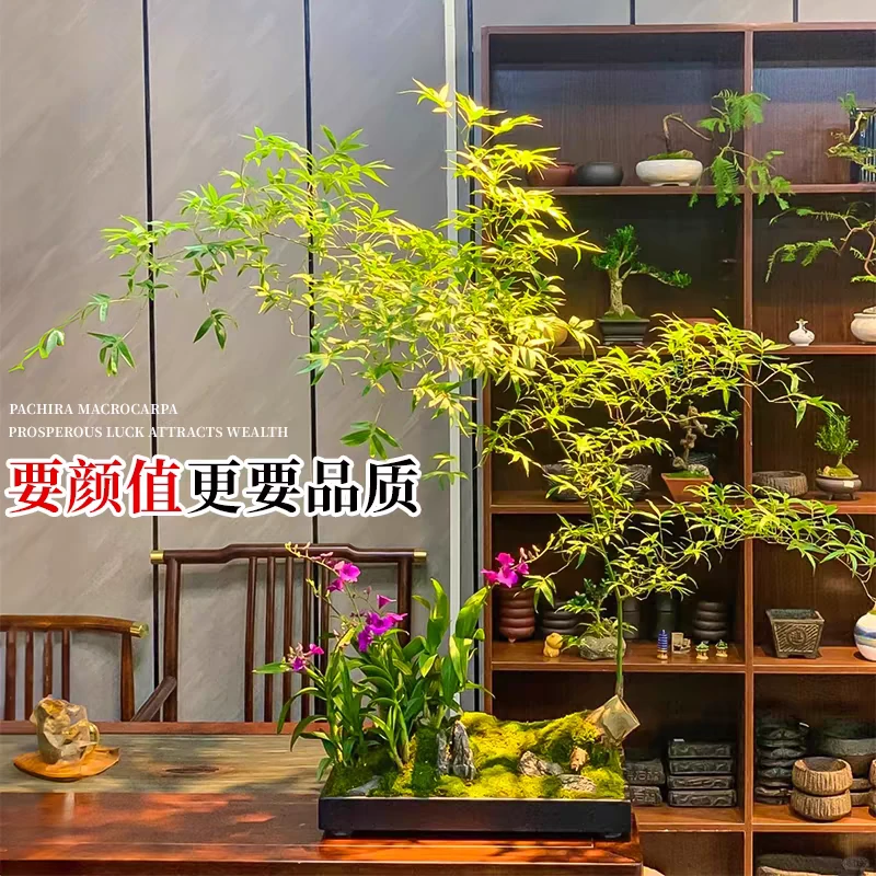 小叶簕竹新鲜现挖生桩