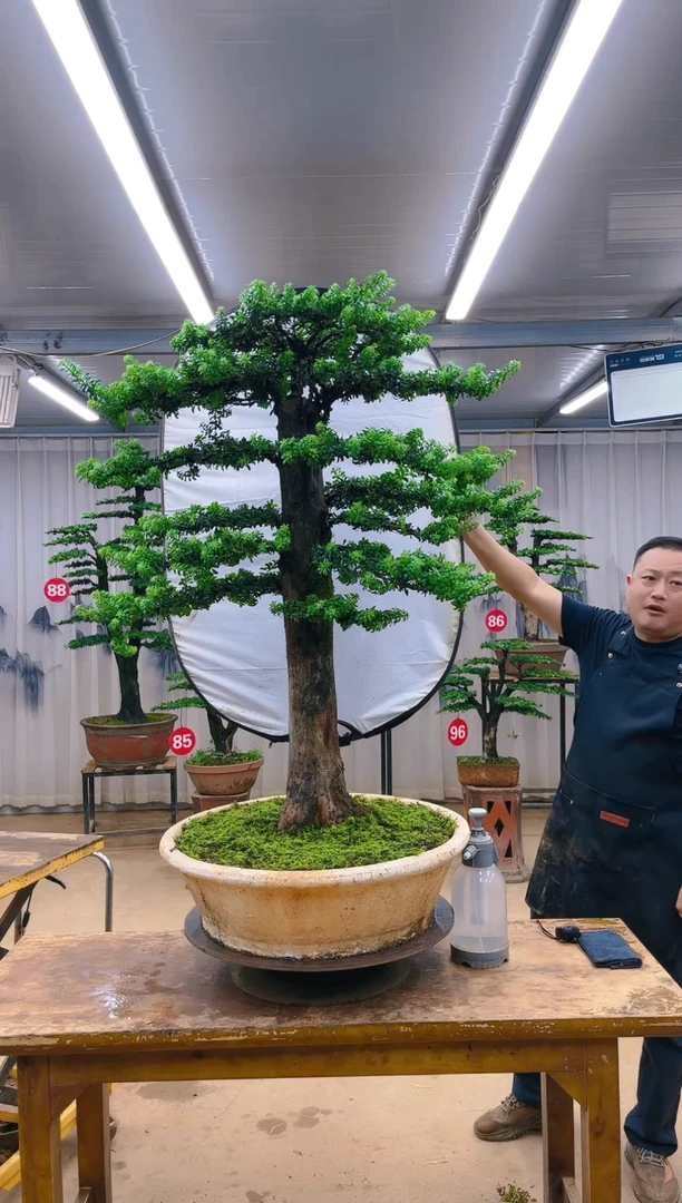 无花朵用****1精品盆景  一物一拍