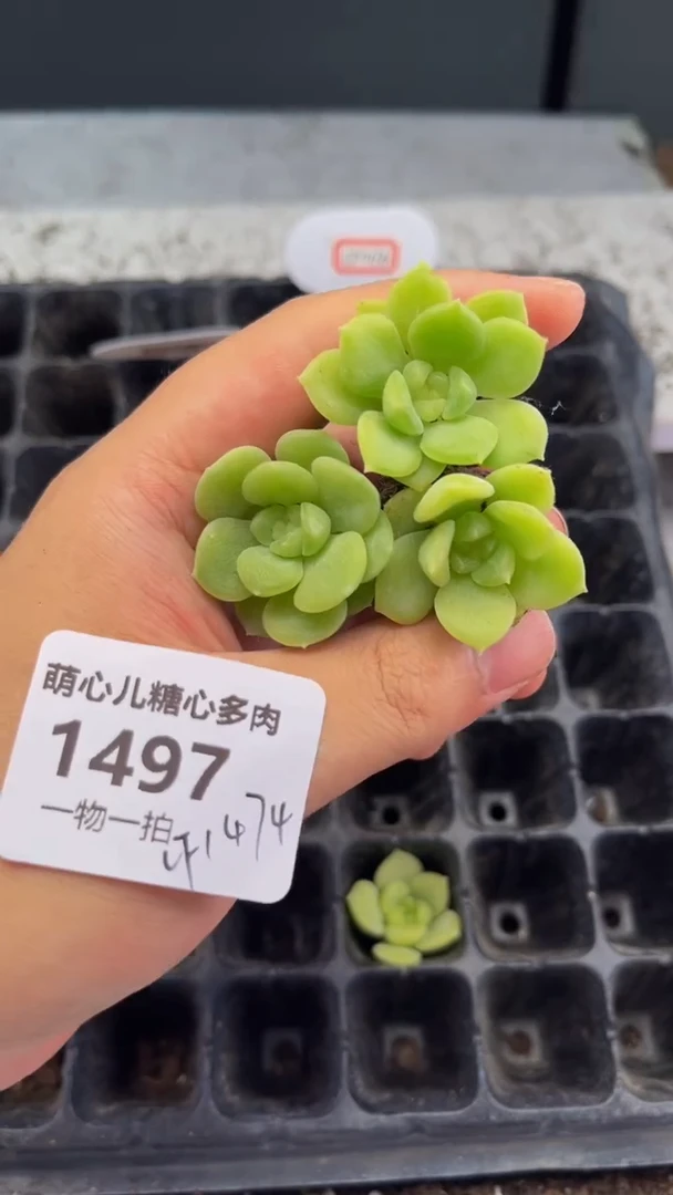 1497 cf1474多肉植物
