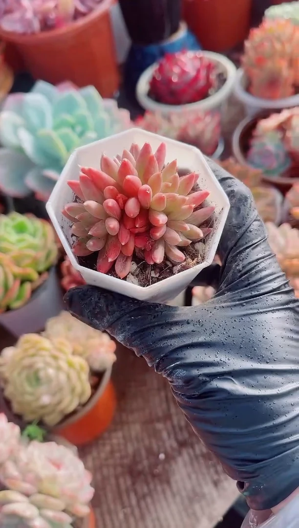 冷*吹跃跃精品多肉05092