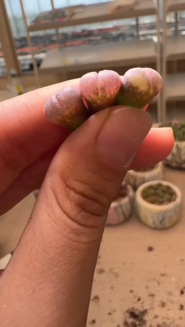 美丽的肉石头16-54