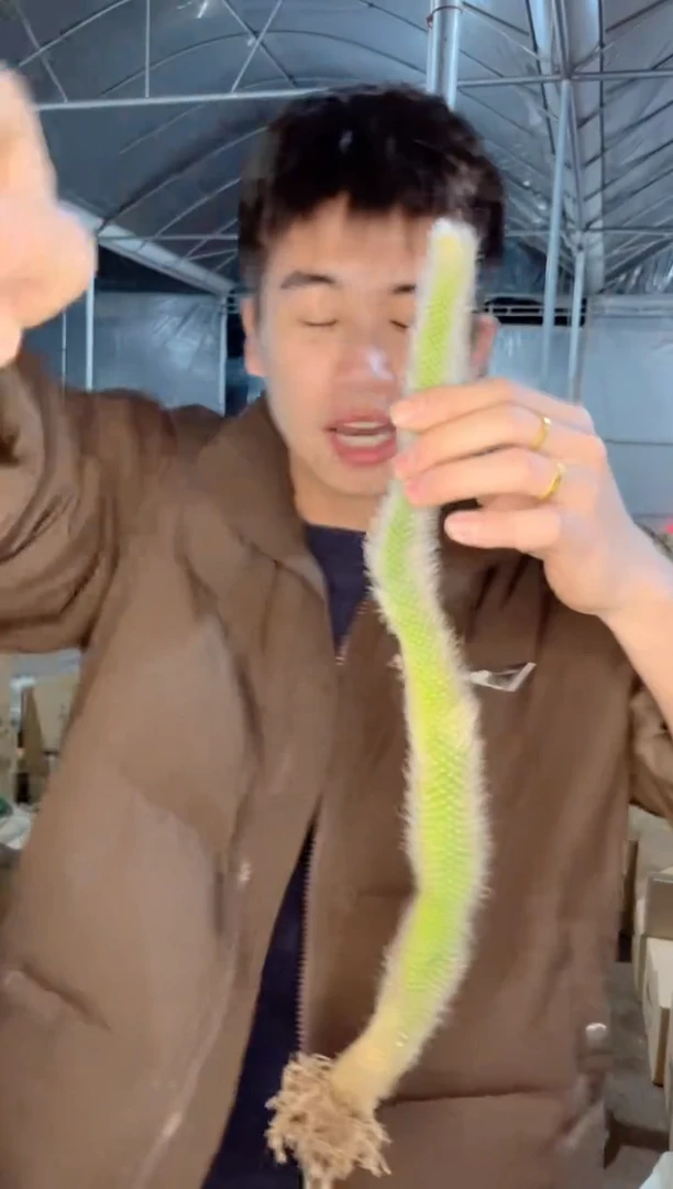 【闪购商品】3颗 18-30cm 九尾狐【带根】