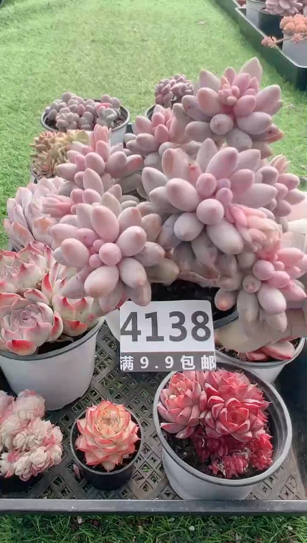 【闪购商品】信福多肉一物一拍