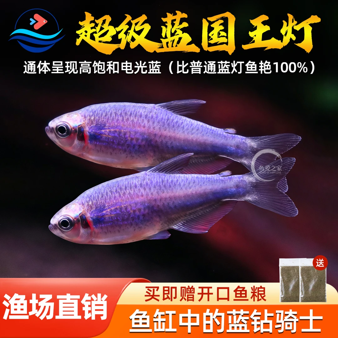 超级蓝国王灯鱼热带观赏鱼蓝国王鱼灯皇后凯利灯鱼小型活体群游鱼
