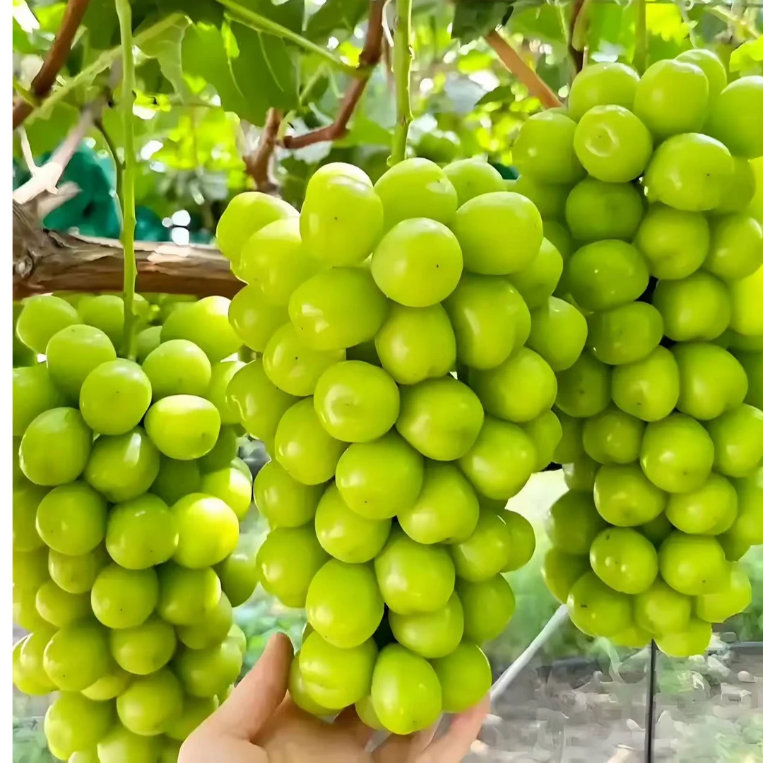 一树多品】葡萄苗盆栽地载葡萄树南北方种植带盆带花苞阳光玫瑰