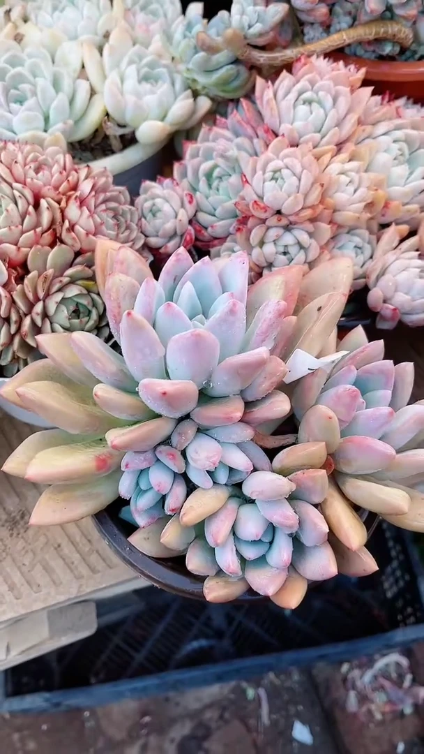 【闪购商品】17087