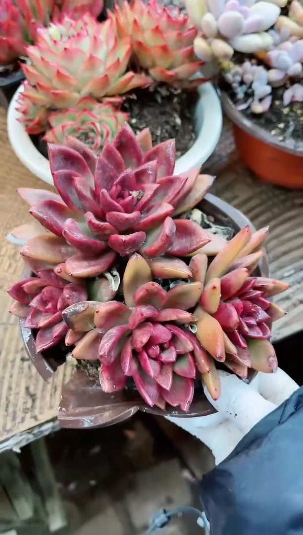 【闪购商品】20056