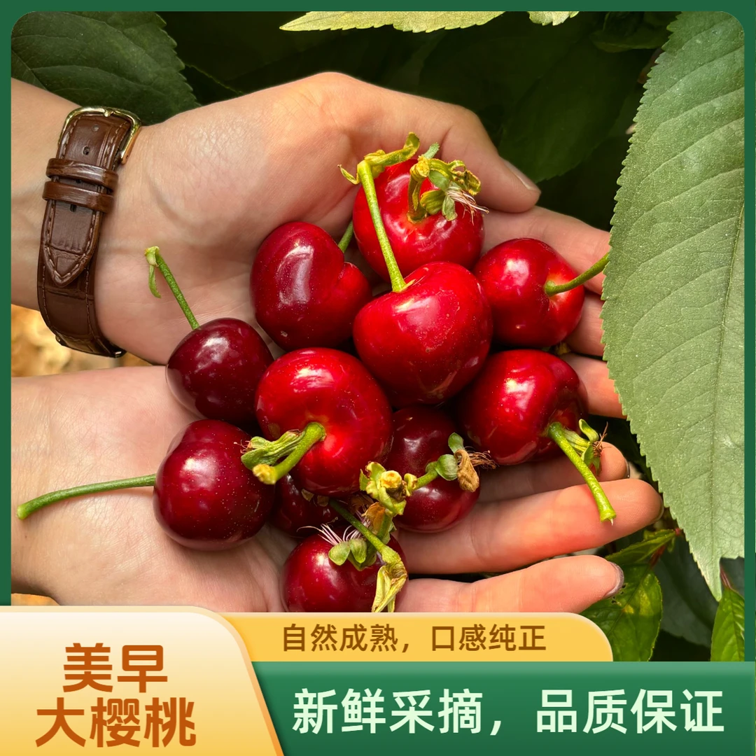 大连美早樱桃大果一元硬币大小顺丰包邮净重2-2.5斤带箱毛重三斤