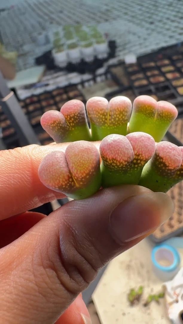 13-56多肉植物陵姬风铃一颗