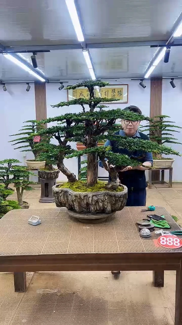 无花朵00000000000