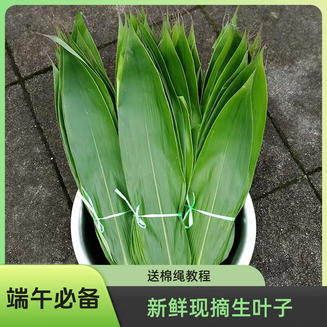新鲜现摘大片粽叶今年新叶江西新鲜箬叶端午节包粽子叶真空袋装