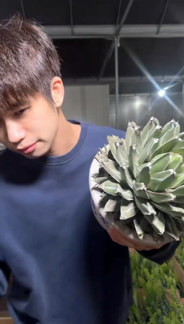 超大 屉之雪 13-16cm