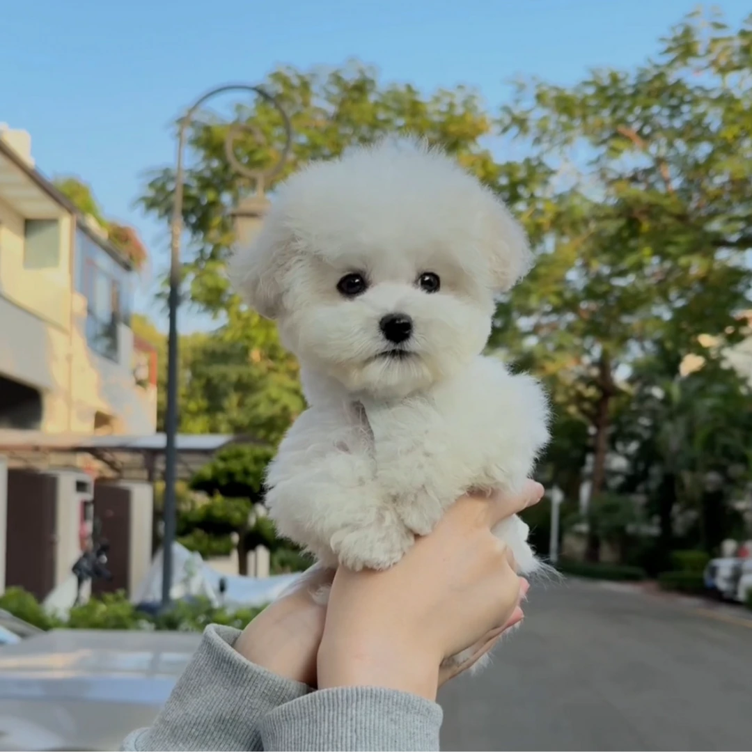 韩系小体比熊超小体茶杯萌系狗狗幼犬家养小型犬宠物狗活体包健康