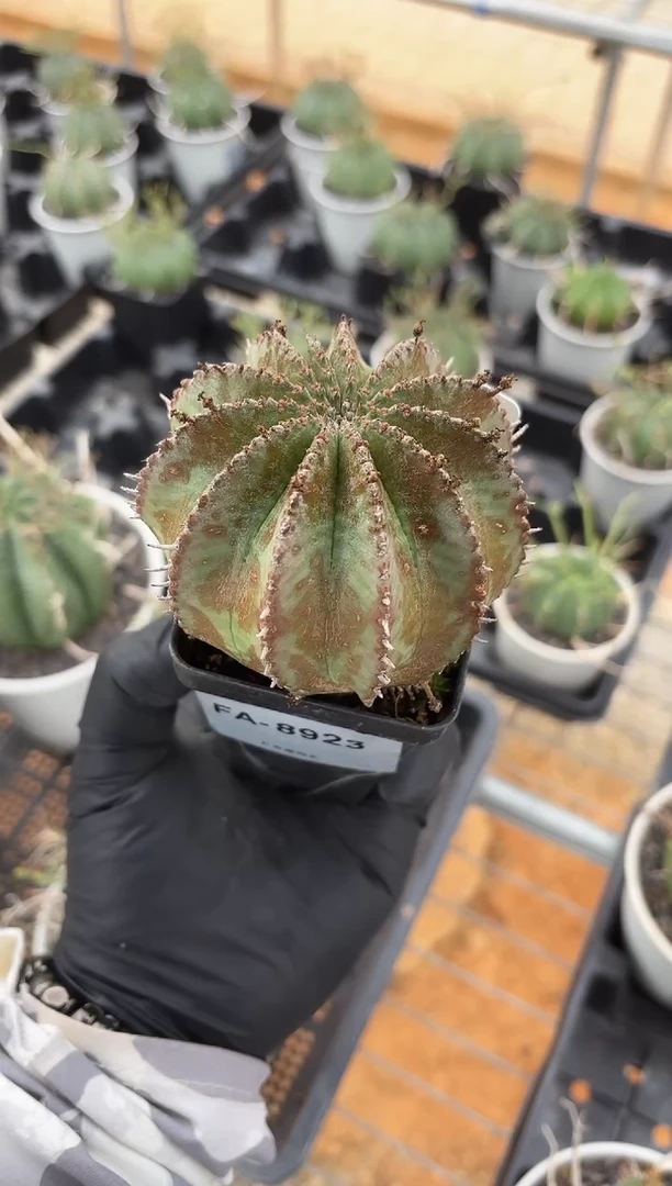 魁伟玉大戟FB-8923