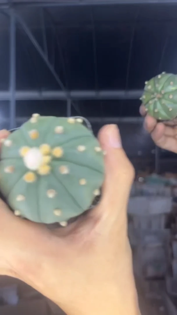 3颗 实生根 星兜 4-6cm