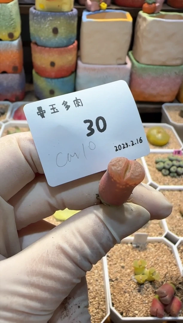 【闪购商品】25.2.16-30