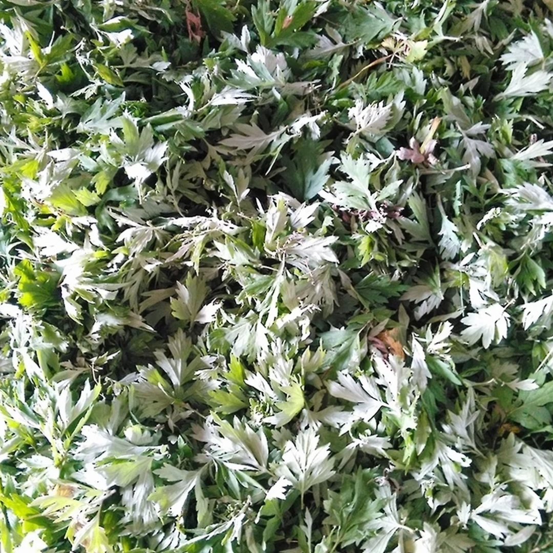 【农民手选】正宗艾草，纯艾叶泡澡，洗脚