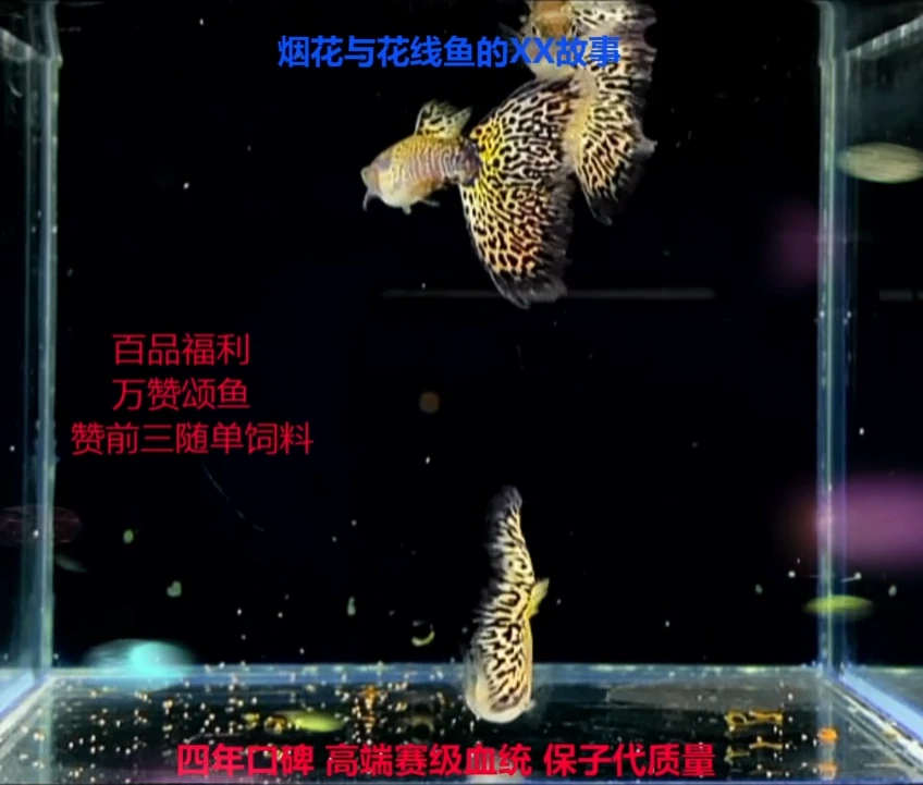 孔雀鱼银河草尾2对加备损体验