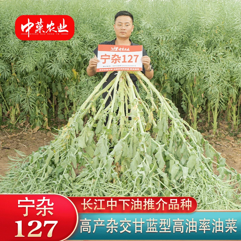 宁杂127高产矮杆油菜种子抗旱抗倒高油率油菜品种油菜种子推荐