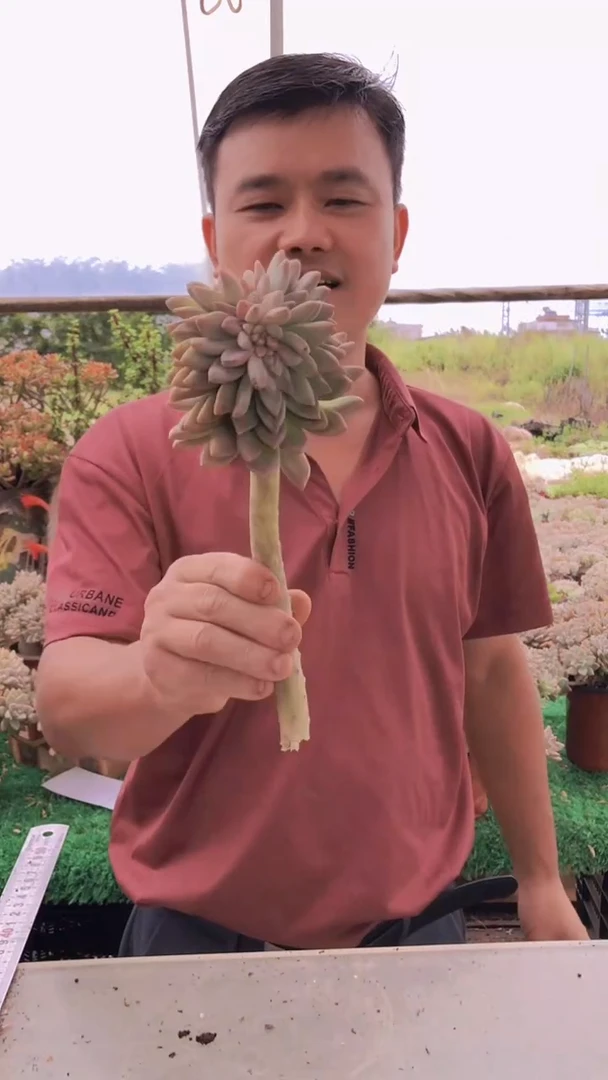 480淡雪缀化一物一拍