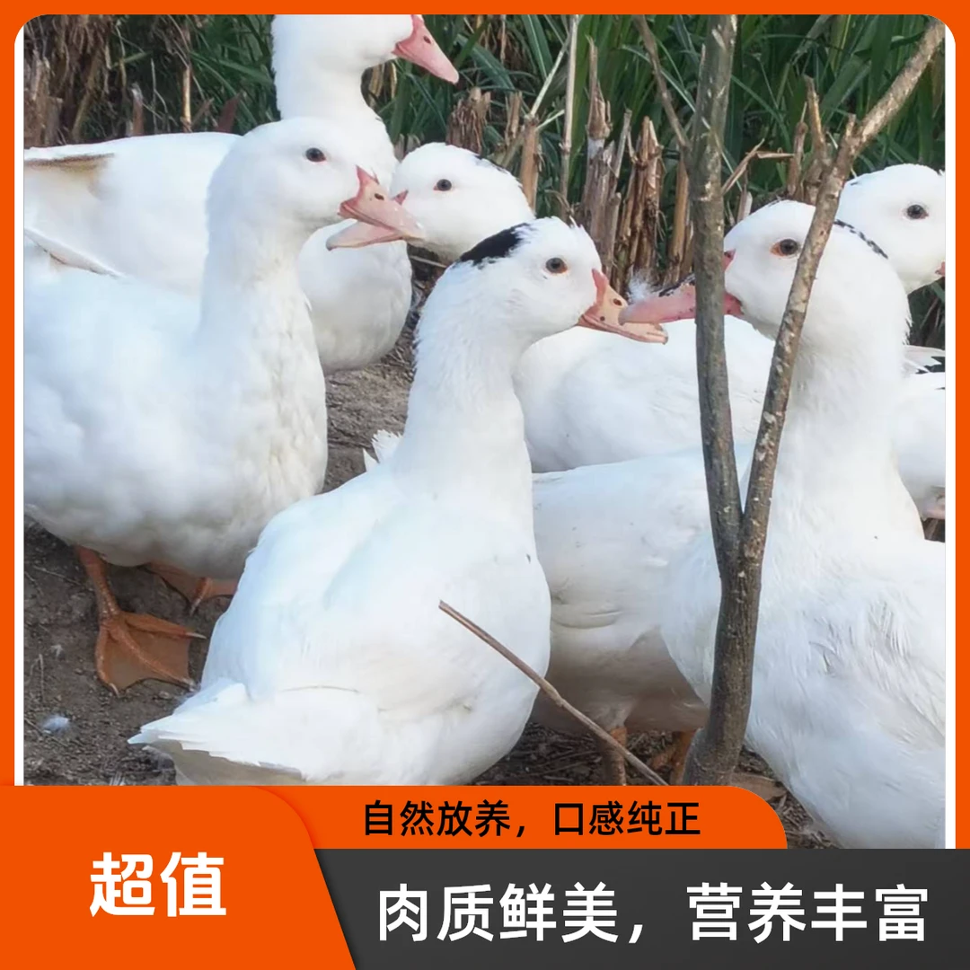 番鸭正宗农家散养番鸭