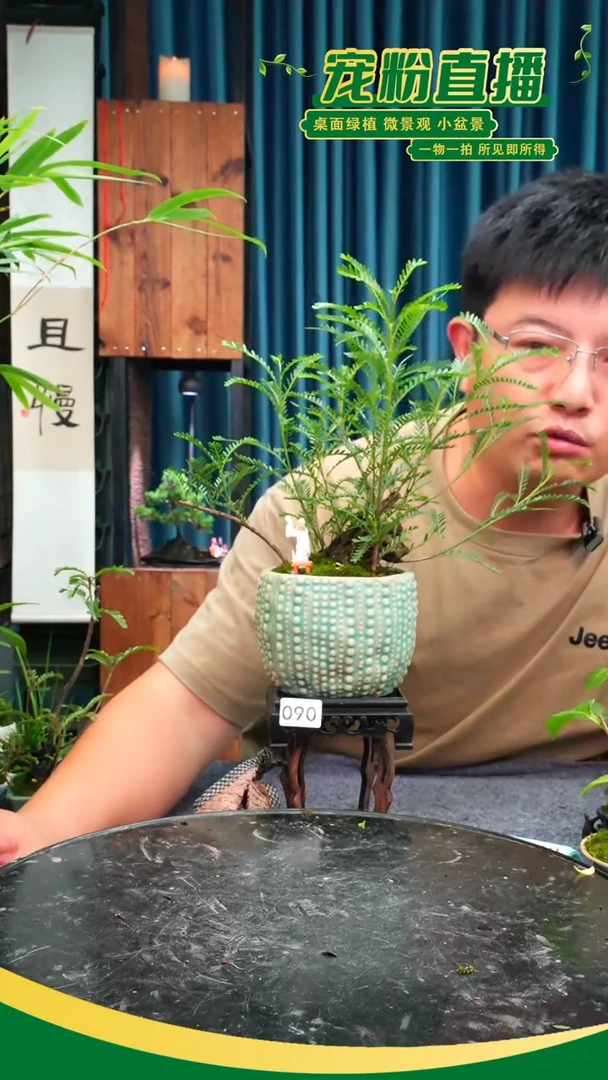 无花朵小*苔藓微景观090号
