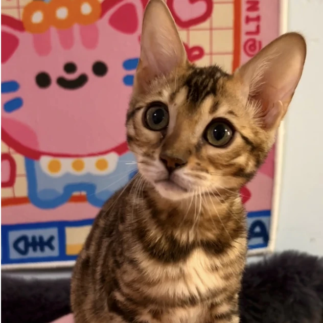 【欣欣向荣德文孟加拉豹猫】猫咪活体