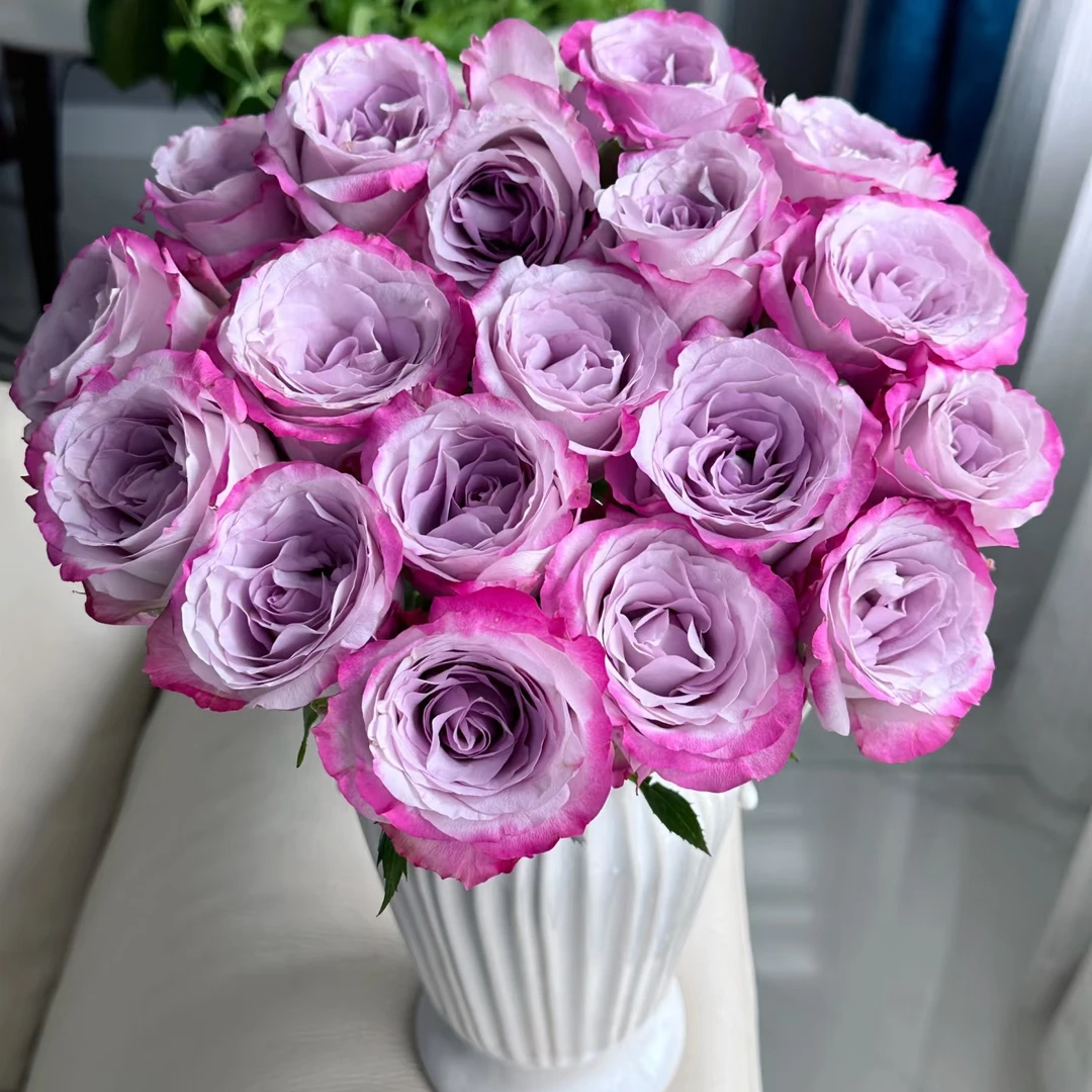 【AAA级】气场紫霞仙子10支、家庭水养云南鲜花基地直发