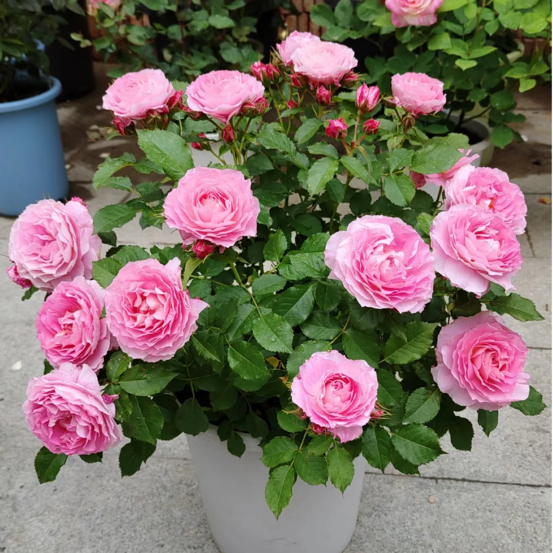 海神王  粉色渐变大花月季花盆栽室内外新手易养护爆花切花玫瑰