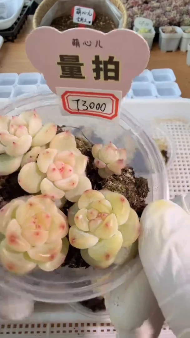 T3000 小圆盒1盒 4颗量拍多肉植物