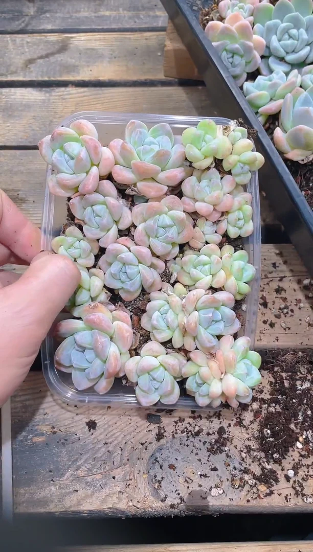 316冰玉     量拍