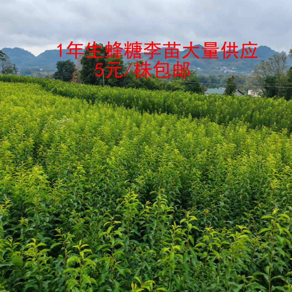 蜂糖李苗，两年生，两年挂果