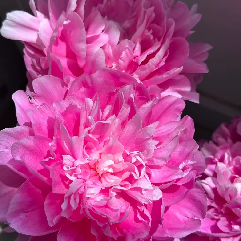 【玛格丽特公主-芍药花苗】重瓣芍药花苗带芽四季开花阳台庭院盆栽